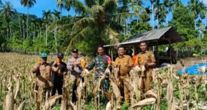 Babinsa Koramil 01/Sukajaya Dampingi Panen Jagung BUMG Jaboi, Perkuat Ketahanan Pangan Desa