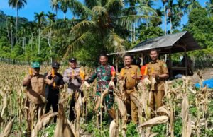 Babinsa Koramil 01/Sukajaya Dampingi Panen Jagung BUMG Jaboi, Perkuat Ketahanan Pangan Desa