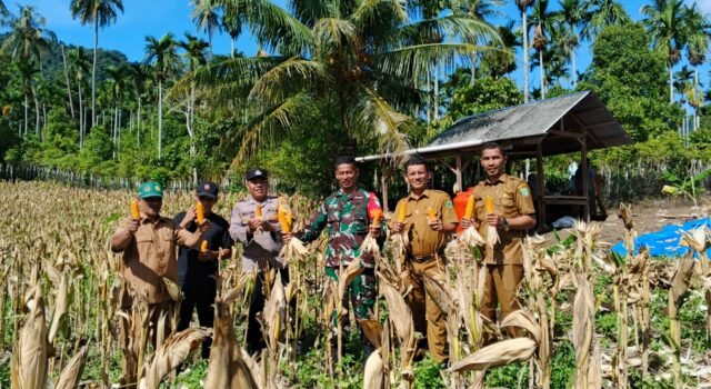 Babinsa Koramil 01/Sukajaya Dampingi Panen Jagung BUMG Jaboi, Perkuat Ketahanan Pangan Desa