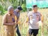 Polsek Sukajaya Polres Sabang Panen Raya Jagung di Gampong Jaboi “Polri Dukung Ketahanan Pangan Program Pemerintah di Sektor Pertanian”