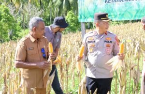 Polsek Sukajaya Polres Sabang Panen Raya Jagung di Gampong Jaboi “Polri Dukung Ketahanan Pangan Program Pemerintah di Sektor Pertanian”