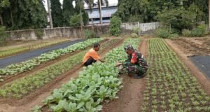 Babinsa Koramil 02/Sukakarya Lakukan Pendampingan Petani Sayuran, Tingkatkan Ketahanan Pangan Warga
