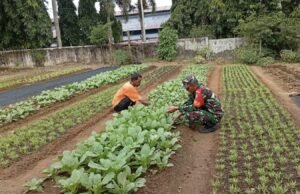 Babinsa Koramil 02/Sukakarya Lakukan Pendampingan Petani Sayuran, Tingkatkan Ketahanan Pangan Warga