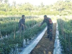 Kebersamaan di Lahan Warga, Babinsa Gampong Cot Ba’U Terus Perkuat Ketahanan Pangan Wilayah