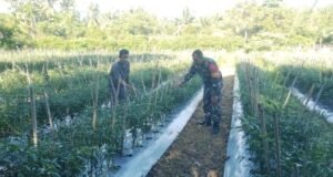 Kebersamaan di Lahan Warga, Babinsa Gampong Cot Ba’U Terus Perkuat Ketahanan Pangan Wilayah