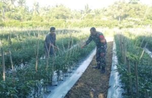 Kebersamaan di Lahan Warga, Babinsa Gampong Cot Ba’U Terus Perkuat Ketahanan Pangan Wilayah