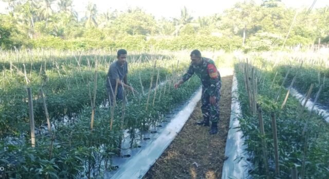 Kebersamaan di Lahan Warga, Babinsa Gampong Cot Ba’U Terus Perkuat Ketahanan Pangan Wilayah