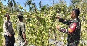 Babinsa Koramil 02/Sukakarya Bersama Bhabinkamtibmas Dampingi Warga Budidaya Gambas di Krueng Raya