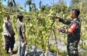 Babinsa Koramil 02/Sukakarya Bersama Bhabinkamtibmas Dampingi Warga Budidaya Gambas di Krueng Raya