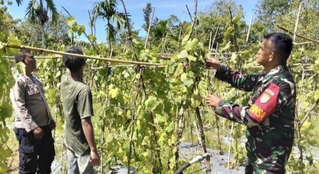 Babinsa Koramil 02/Sukakarya Bersama Bhabinkamtibmas Dampingi Warga Budidaya Gambas di Krueng Raya