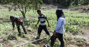 Sinergi TNI dan Petani, Babinsa Paya Seunara Bantu Optimalkan Pertumbuhan Jagung Pipil