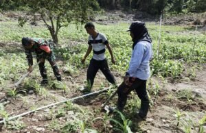 Sinergi TNI dan Petani, Babinsa Paya Seunara Bantu Optimalkan Pertumbuhan Jagung Pipil