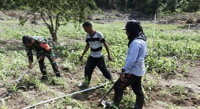 Sinergi TNI dan Petani, Babinsa Paya Seunara Bantu Optimalkan Pertumbuhan Jagung Pipil