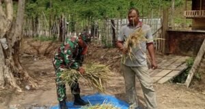 Babinsa Koramil 02/Sukakarya Tinjau Hasil Panen Padi Gogo di Gampong Batee Shoek