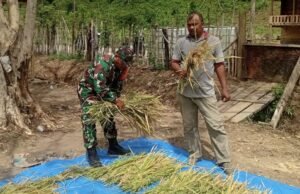 Babinsa Koramil 02/Sukakarya Tinjau Hasil Panen Padi Gogo di Gampong Batee Shoek