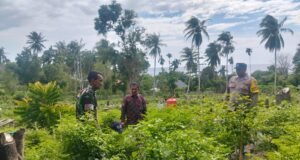 Babinsa Koramil 01/Sukajaya Bersama Bhabinkamtibmas Pantau Ketahanan Pangan di Gampong Beurawang