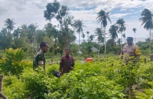 Babinsa Koramil 01/Sukajaya Bersama Bhabinkamtibmas Pantau Ketahanan Pangan di Gampong Beurawang