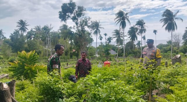 Babinsa Koramil 01/Sukajaya Bersama Bhabinkamtibmas Pantau Ketahanan Pangan di Gampong Beurawang