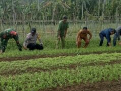 Babinsa Koramil 02/Sukakarya Kompak Tinjau Ketahanan Pangan di Gampong Batee Shoek
