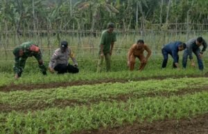 Babinsa Koramil 02/Sukakarya Kompak Tinjau Ketahanan Pangan di Gampong Batee Shoek