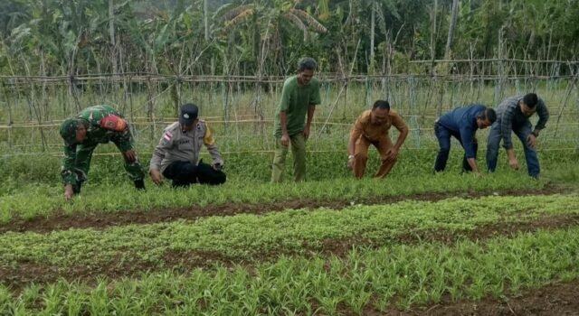 Babinsa Koramil 02/Sukakarya Kompak Tinjau Ketahanan Pangan di Gampong Batee Shoek