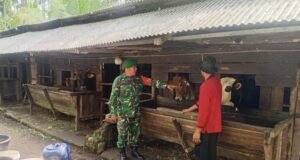 Melalui Komsos, Babinsa Koramil 02/Sukakarya Perkuat Ketahanan Pangan dari Sektor Peternakan di Gampong Batee Shoek