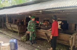 Melalui Komsos, Babinsa Koramil 02/Sukakarya Perkuat Ketahanan Pangan dari Sektor Peternakan di Gampong Batee Shoek