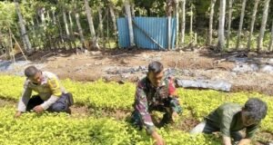 Dari Pekarangan Jadi Sumber Penghasilan, Babinsa Krueng Raya Dampingi Warga Budidaya Sayuran