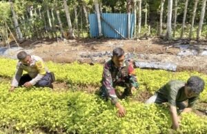 Dari Pekarangan Jadi Sumber Penghasilan, Babinsa Krueng Raya Dampingi Warga Budidaya Sayuran