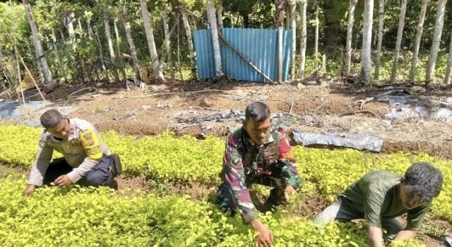Dari Pekarangan Jadi Sumber Penghasilan, Babinsa Krueng Raya Dampingi Warga Budidaya Sayuran
