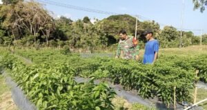 Babinsa Kodim 0112/Sabang Motivasi Warga Kembangkan Kebun Cabai di Gampong Ie Meulee