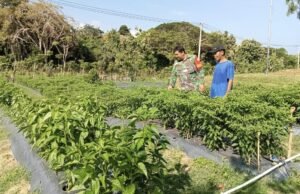 Babinsa Kodim 0112/Sabang Motivasi Warga Kembangkan Kebun Cabai di Gampong Ie Meulee