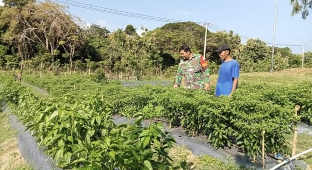 Babinsa Kodim 0112/Sabang Motivasi Warga Kembangkan Kebun Cabai di Gampong Ie Meulee