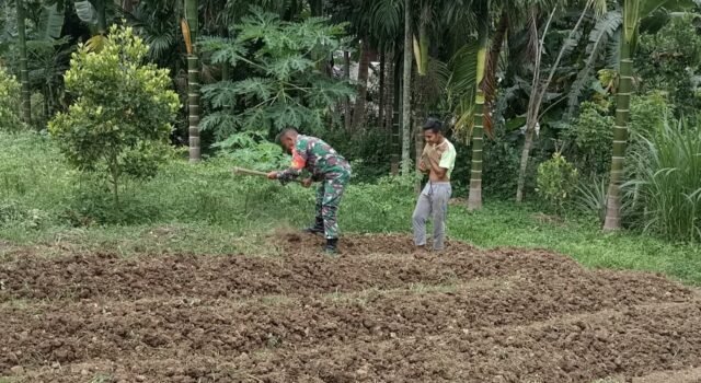Babinsa Bantu Petani Bersihkan Bedengan, Wujud Dukungan Ketahanan Pangan di Wilayah Binaan