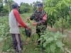Babinsa Krueng Raya Dampingi Warga Budidaya Terong, Dorong Ketahanan Pangan dan Ekonomi Keluarga