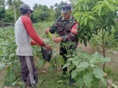 Babinsa Krueng Raya Dampingi Warga Budidaya Terong, Dorong Ketahanan Pangan dan Ekonomi Keluarga