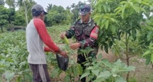 Babinsa Krueng Raya Dampingi Warga Budidaya Terong, Dorong Ketahanan Pangan dan Ekonomi Keluarga
