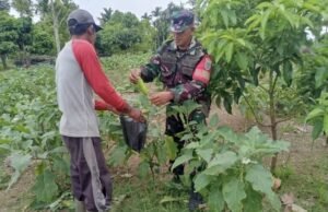 Babinsa Krueng Raya Dampingi Warga Budidaya Terong, Dorong Ketahanan Pangan dan Ekonomi Keluarga