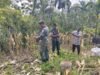Panen Jagung di Jaboi, Babinsa Koramil 01/Sukajaya Beri Motivasi Petani Tingkatkan Hasil Pertanian