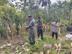 Panen Jagung di Jaboi, Babinsa Koramil 01/Sukajaya Beri Motivasi Petani Tingkatkan Hasil Pertanian