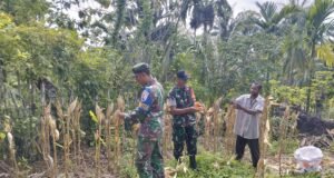 Panen Jagung di Jaboi, Babinsa Koramil 01/Sukajaya Beri Motivasi Petani Tingkatkan Hasil Pertanian