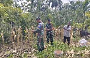 Panen Jagung di Jaboi, Babinsa Koramil 01/Sukajaya Beri Motivasi Petani Tingkatkan Hasil Pertanian