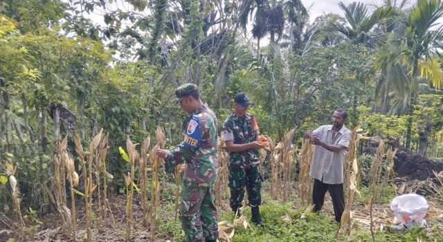 Panen Jagung di Jaboi, Babinsa Koramil 01/Sukajaya Beri Motivasi Petani Tingkatkan Hasil Pertanian