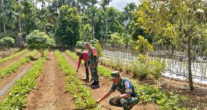 Lewat Pendampingan Petani, Babinsa Paya Seunara Dukung Ketahanan Pangan Desa
