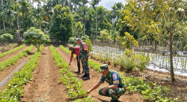 Lewat Pendampingan Petani, Babinsa Paya Seunara Dukung Ketahanan Pangan Desa