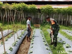 Dukung Program Ketahanan Pangan, Babinsa Kuta Barat Bantu Warga Bersihkan Lahan Tanaman Kacang Panjang