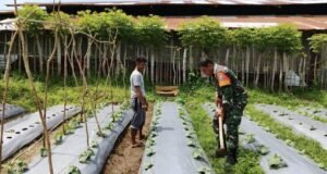Dukung Program Ketahanan Pangan, Babinsa Kuta Barat Bantu Warga Bersihkan Lahan Tanaman Kacang Panjang