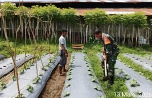 Dukung Program Ketahanan Pangan, Babinsa Kuta Barat Bantu Warga Bersihkan Lahan Tanaman Kacang Panjang