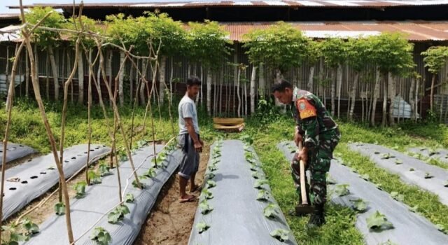 Dukung Program Ketahanan Pangan, Babinsa Kuta Barat Bantu Warga Bersihkan Lahan Tanaman Kacang Panjang