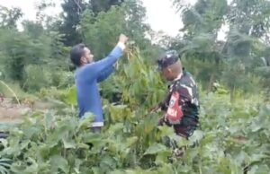 Babinsa Koramil 02/Sukakarya Dampingi Petani Terong, Dorong Ketahanan Pangan di Krueng Raya